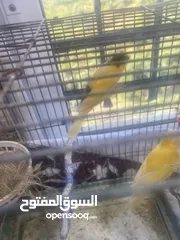  3 طيور كنار  تغريد منظر صحه نظافه