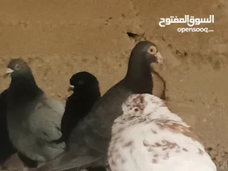 15 انواع حمام مشكلة للبيع