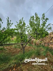  2 ارض للبيع بيت فجار منطقه الدلبه