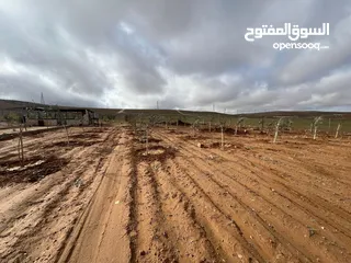  3 مزرعه زيتون منطقه قعفور