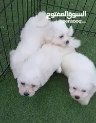  4 Maltese cute puppies