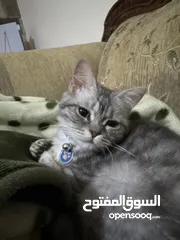  3 قط سكوتش فولد ستريت