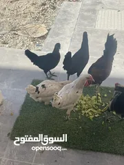  1 دجاج بلدي للبيع