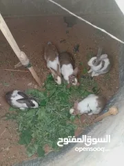  2 أرانب  4 اناثي 1 ذكر