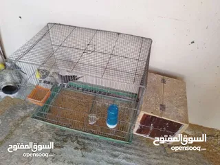  5 جوز كوكتيل صحة ونظافة انتجوا عندي 5 بطون