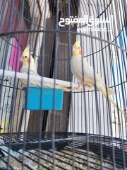  3 جوز طيور كوكتيل