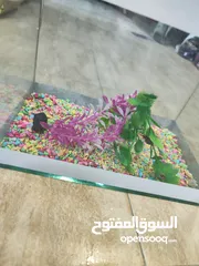  11 حوض سمك مجهز عبي مي و حط سمكاتك ، الطول 32 سم ارتفاع 23 سم عمق 21 سم