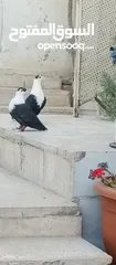  4 حمام للبيع التفاصيل آخر الاعلان