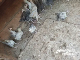  4 15 صوص الحبه على دينار ونص