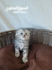  9 4 قطط سكوتش فولد Scottish fold