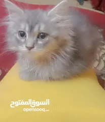  1 قطه شيرازي