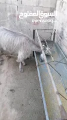 5 عنزين للبيع لحم وحليب