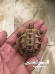  2 سلحفاه برية عمر شهر