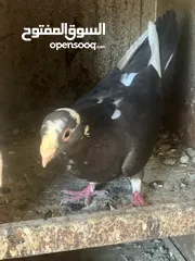  2 حمام مشكل أجنبي وبلدي بسعر حرق