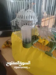  6 عصافير الجنه للبيع