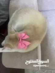  2 ذكر سكوتش استريت اصفر