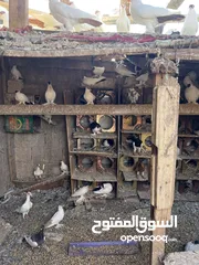  8 حمام زواج زق