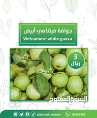  10 شتلات وأشجار الجوافة من مشتل الأرياف أسعار منافسة الأفضل في السوق  امرود کا درخت  guava