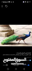  1 ذكر طاووس للبيع