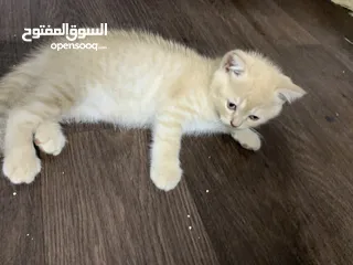  1 قطط منزلية سكوتش و هملايا