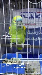  3 بلوفرنتد قوي جدآ بلكلام مواجها