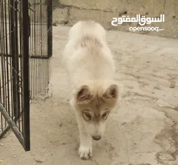  4 انثى هايكي بيور top quality Siberian husky