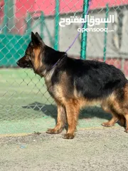  9 جيرمن شيبرد