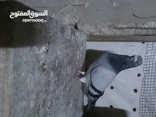  16 جواز شغاله
