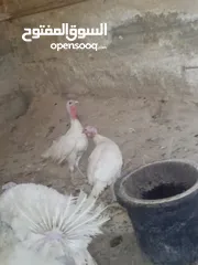  3 طقم حبش ابيض