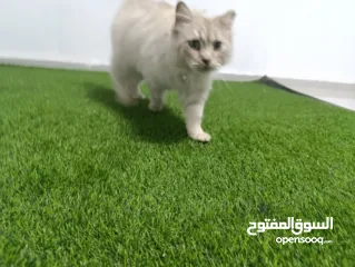  4 قط شيرازي من شرق آسيا
