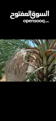  6 اعلان بيع فيلا