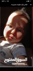  3 مترجم فوري ايطالي عربي