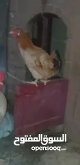  1 ديك و دجاجة