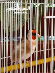  2 حسون ترابي اليف جدا مغنى بر جميل