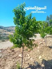  23 مزرعة للبيع من اراضي غرب عمان  منطقة البصة (ابو السوس ) للبيع بسعر مغري