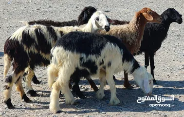  3 للبيع جعد نجديات 4 عمانيات 2 شي فاخر ماشاء الله مد وشور ذكر الله سمان فول عشرات يحدرن قريب يولدن