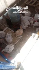  2 دجاج وصيصان برهما للبيع