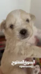  7 Maltese puppy 1.5 months old