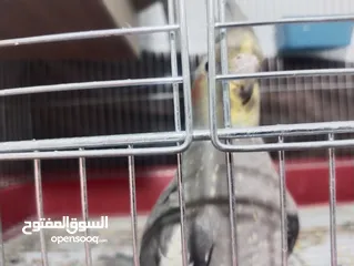  5 زوج كوكتيل للبيع