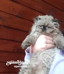  4 متاح 3 قطط هملاي    مع بعض العمر  اشهرين الابيض ذكر  العنوان جنين