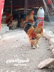  1 موجود صيصان براهمي بف حجم جانبه  عدد 19 و سايكس عدد 8 العمر شهر