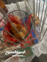  3 جوز كنار تحتهم بيض للبيع