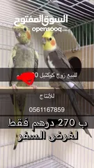  2 طيور الكوكتيل للانتاج و التربية