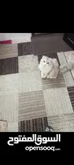  5 قطط من ام شنشيلا وأب سكوتش فولد لونج هير للبيع