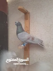  1 تشكيله حلوه طيوىر مقنوة الله يبارك لصاحب النصيب