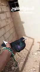  7 حمام زينه للبيع "هزاز" لون ابيض شغالات الرجاء قراءة الاعلان جيداً
