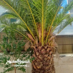  1 اشجار نخيل