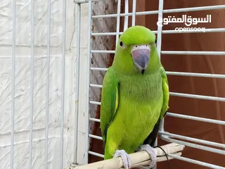  4 ببغاء الدره