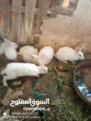  3 أرانب نخب للبيع العدد 22