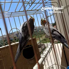  11 عصافير كوكتيل للبيع حبات جامبو ونضيفه
